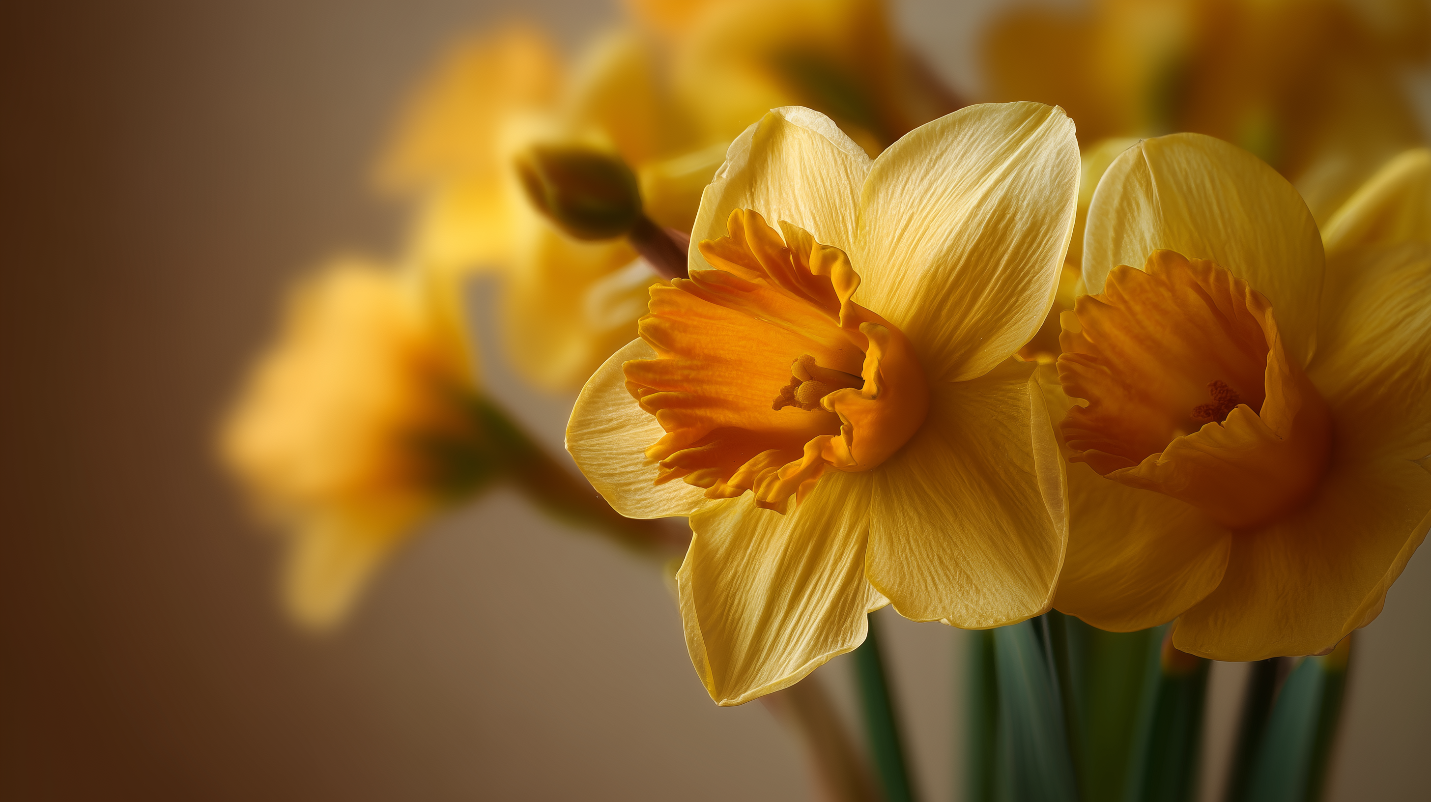 fond d'écran Narcissus tazetta 4k 1920x1080 téléchargement gratuit