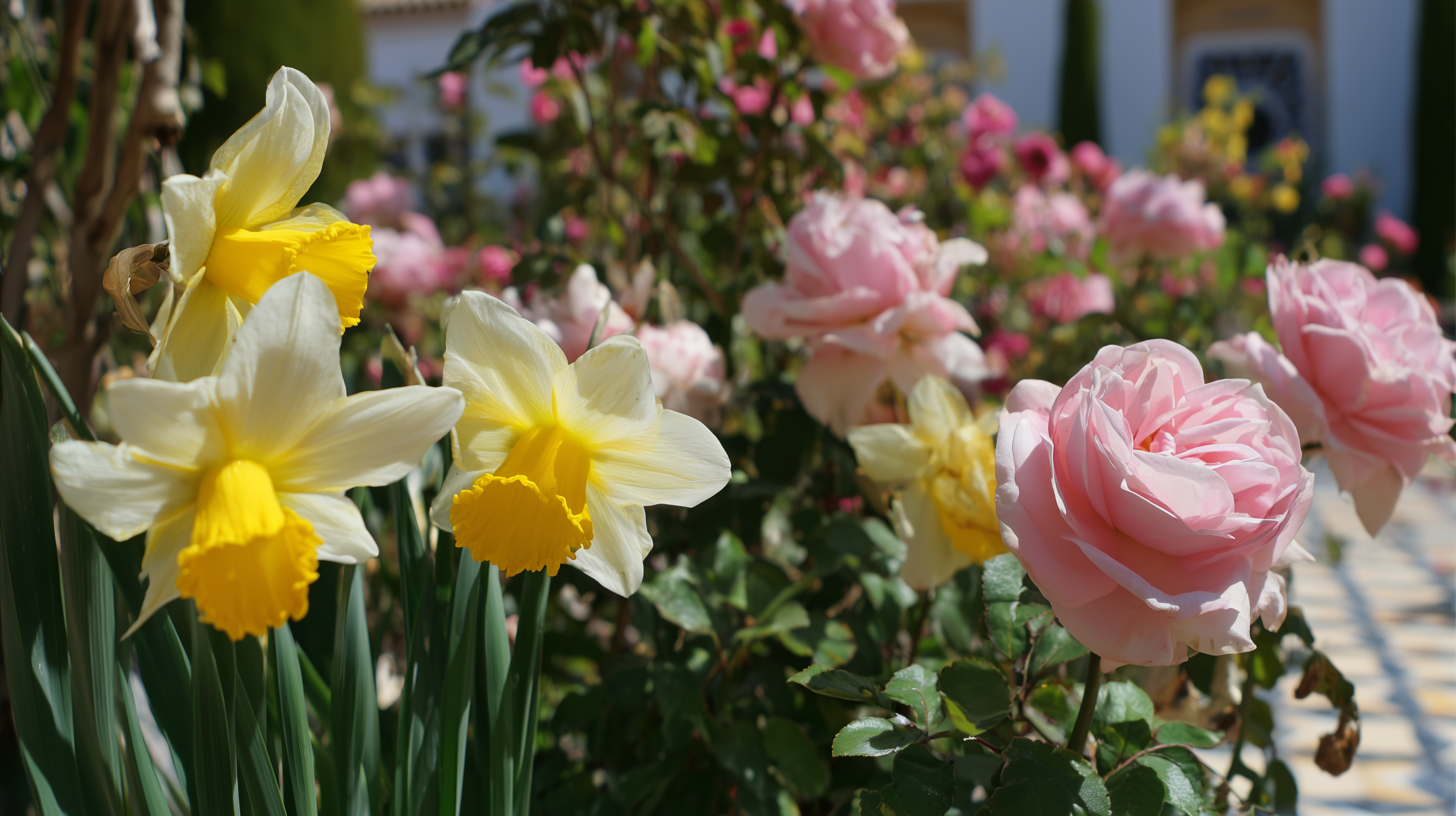 fond d'écran Narcissus tazetta windows xp téléchargement gratuit