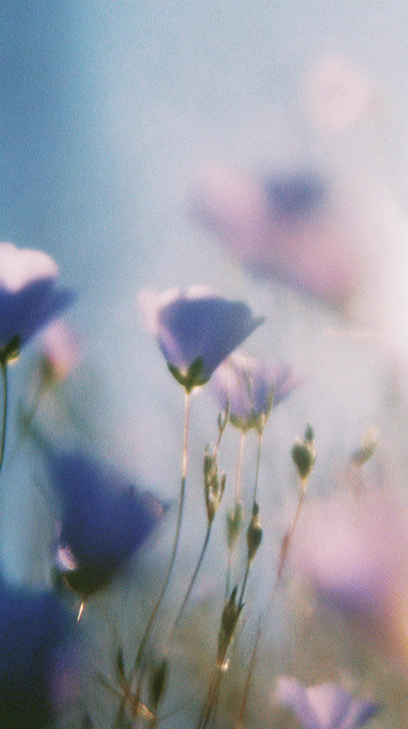 fond d'écran Linum lewisii xiaomi gratuit