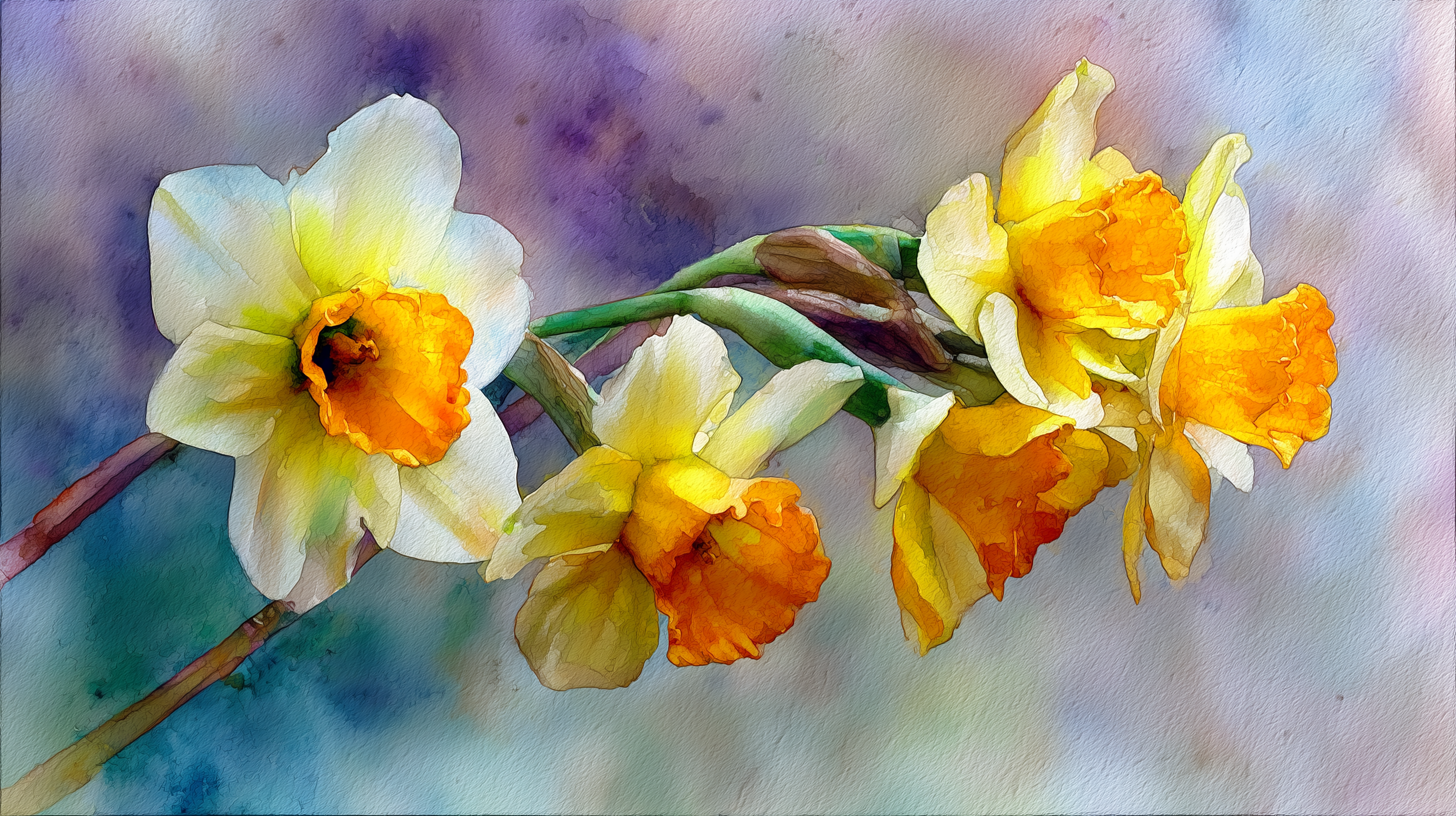 fond d'écran Narcissus tazetta 3840x1080 téléchargement gratuit