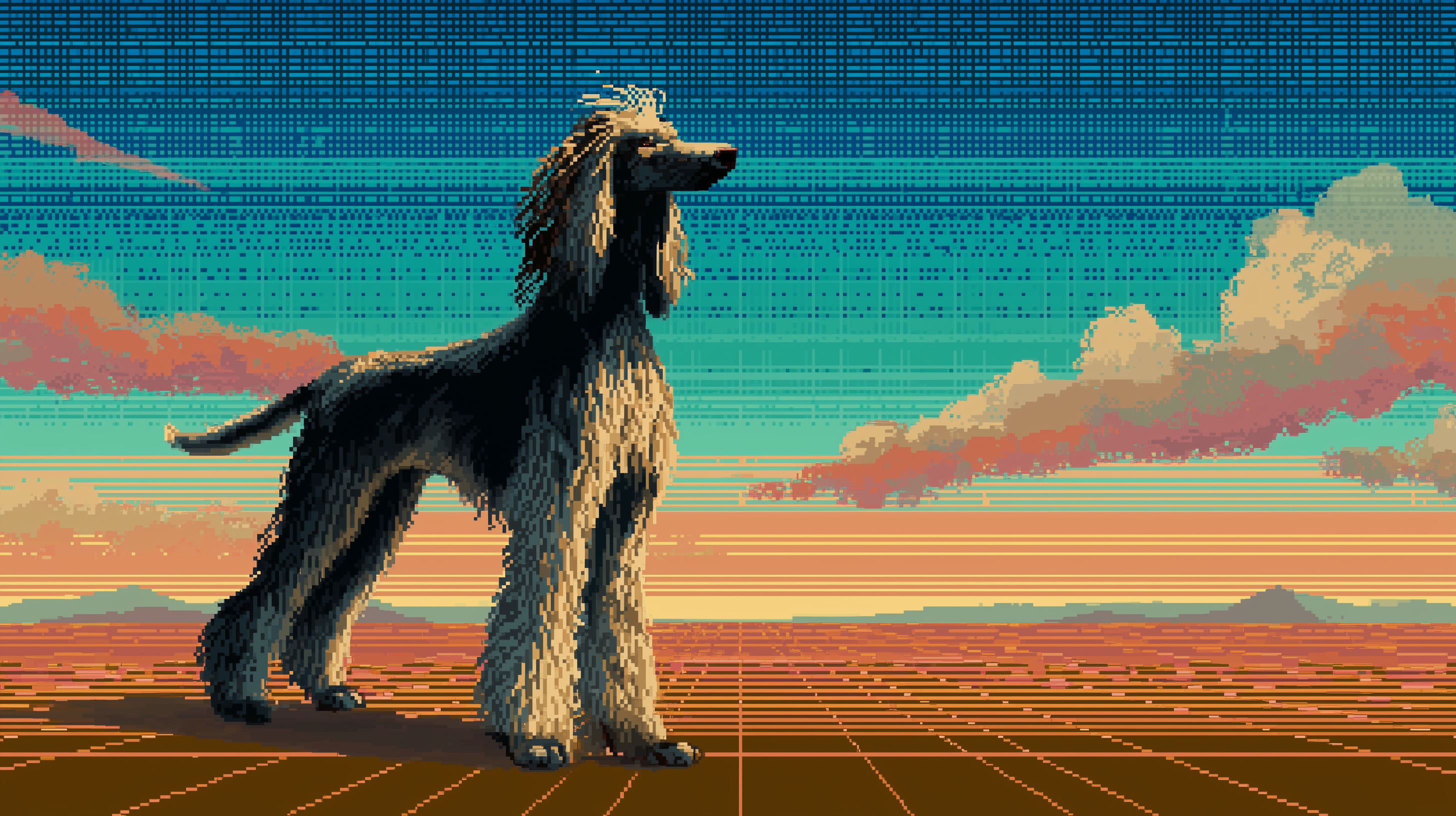 fond d'écran Lévrier afghan 4k mac téléchargement gratuit