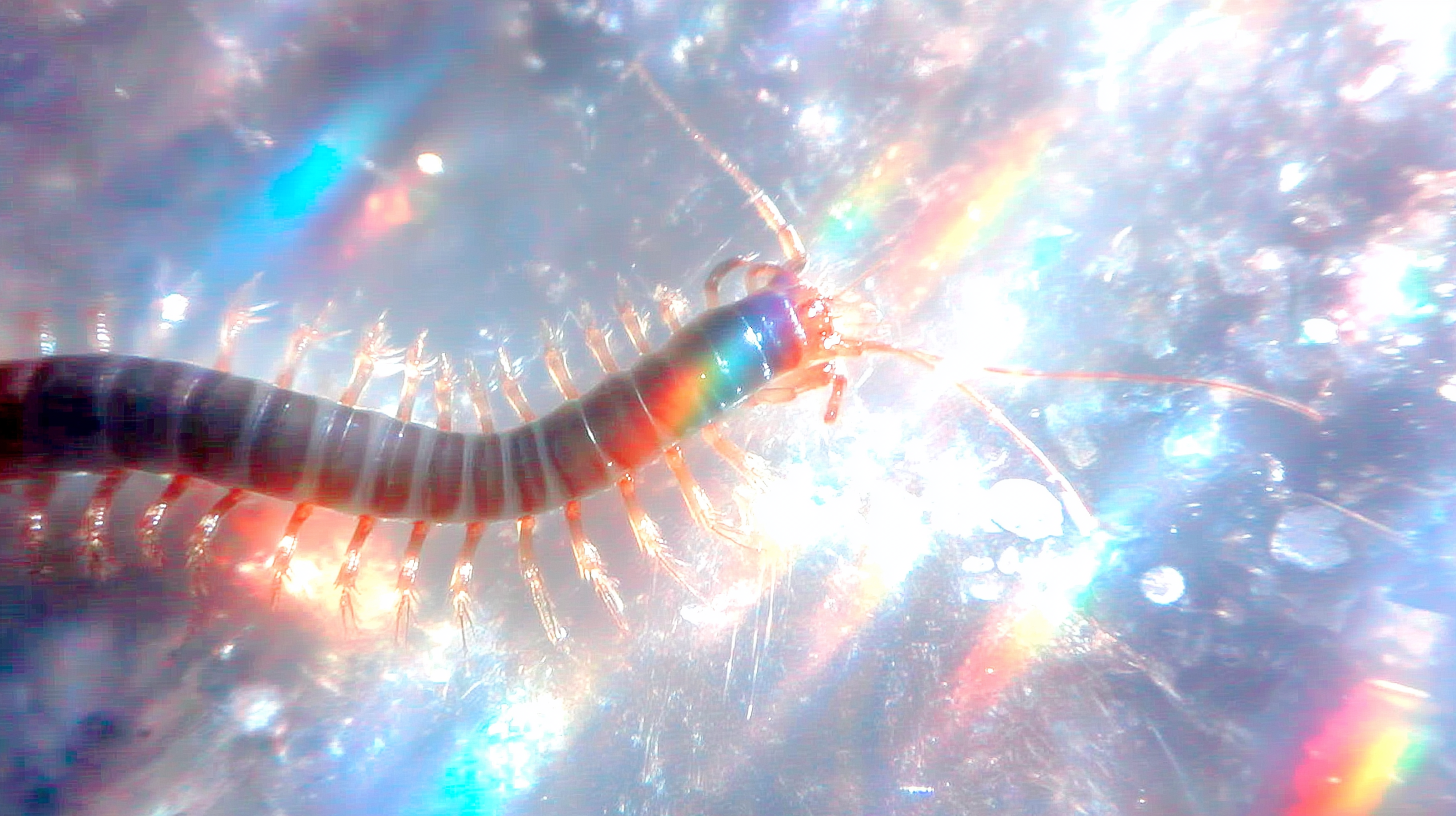 fond d'écran Chilopoda 4k windows téléchargement gratuit