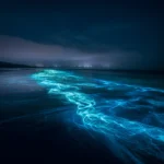 Bioluminescence thumbnail