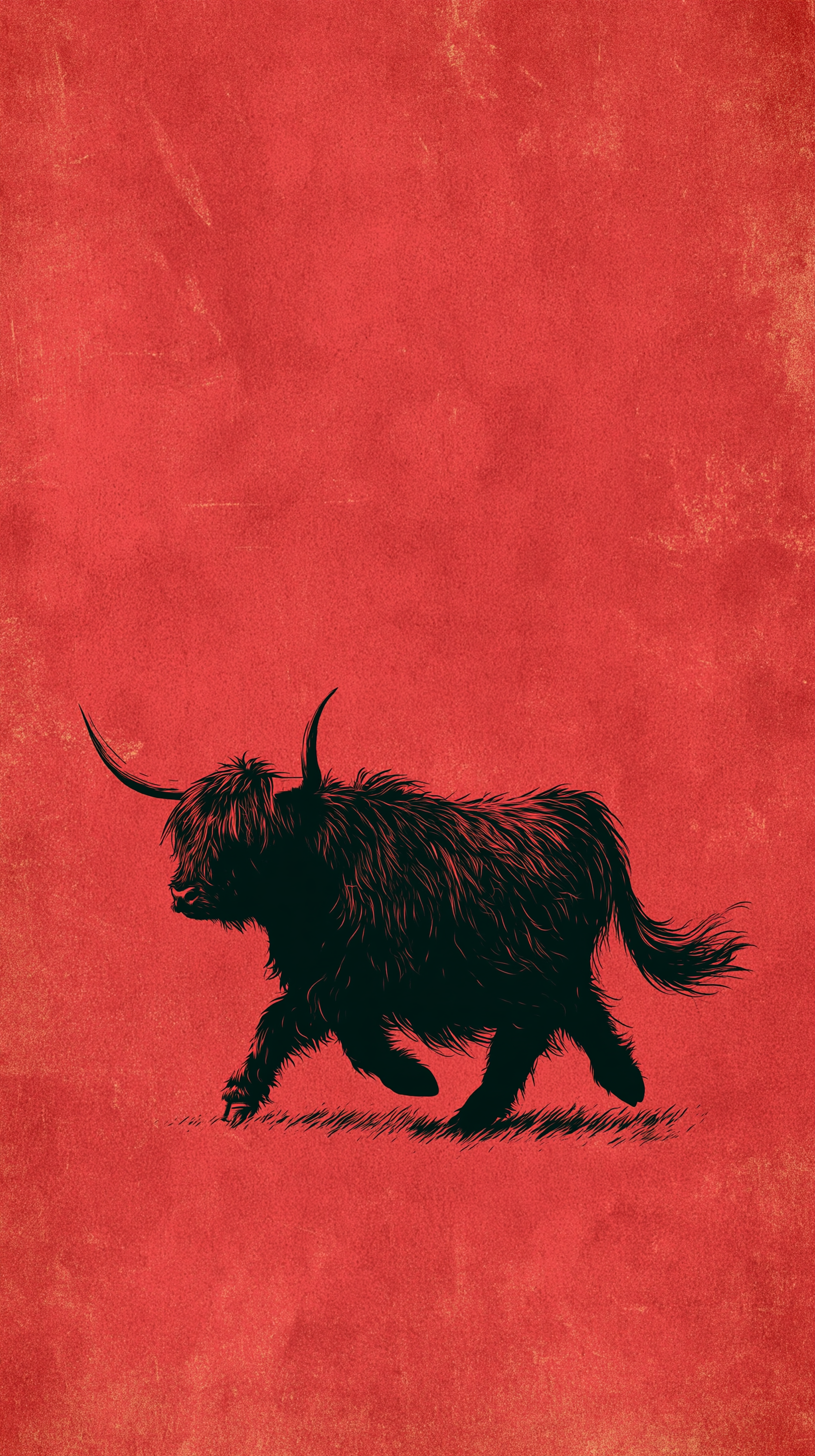 fond d'écran Highland cattle téléphone 4k télécharger gratuit