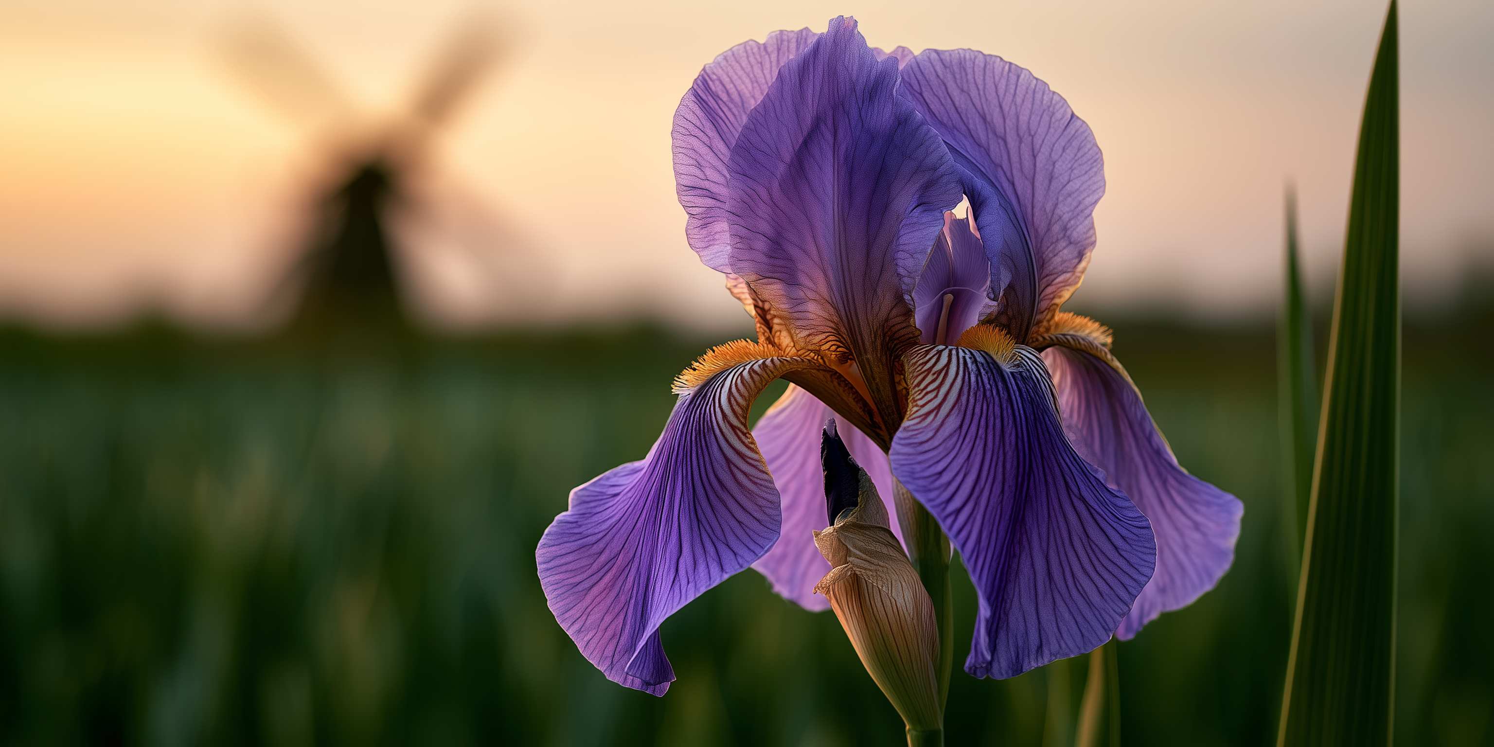 fond d'écran Iris hd 1920x1080 téléchargement gratuit