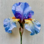 Iris thumbnail